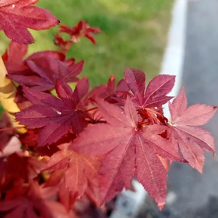 Apartment Goldener Anker *