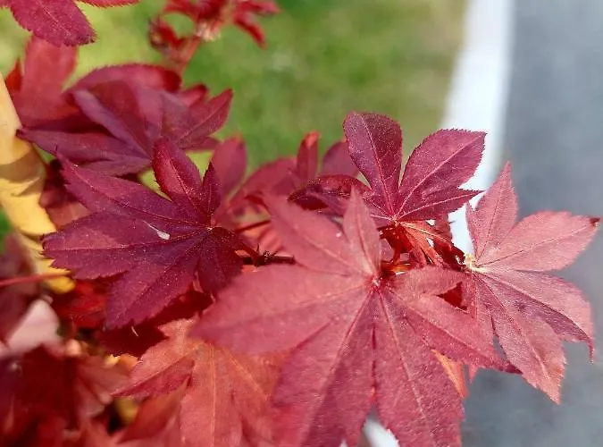 Lägenhet Goldener Anker *