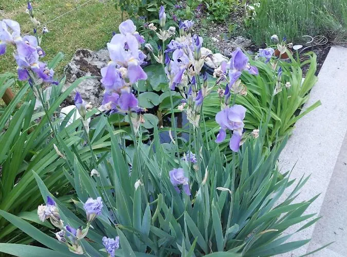 Апартаменты Goldener Anker